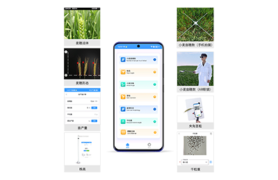 常德市小麦表型测量仪IN-XM05